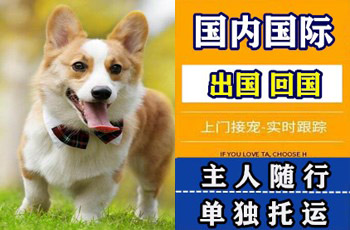嘉兴宠物托运公司嘉兴宠物托运公司嘉兴宠物托运公司