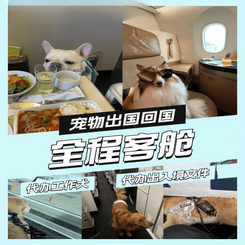 嘉兴宠物托运到白俄罗斯宠物入境规定和要求