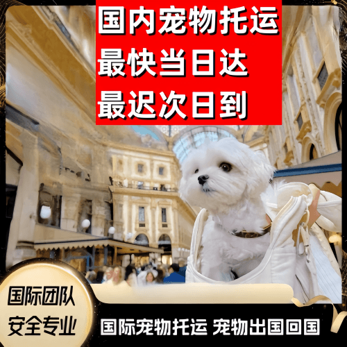 嘉兴到澳大利亚（澳洲）宠物入境规定和要求